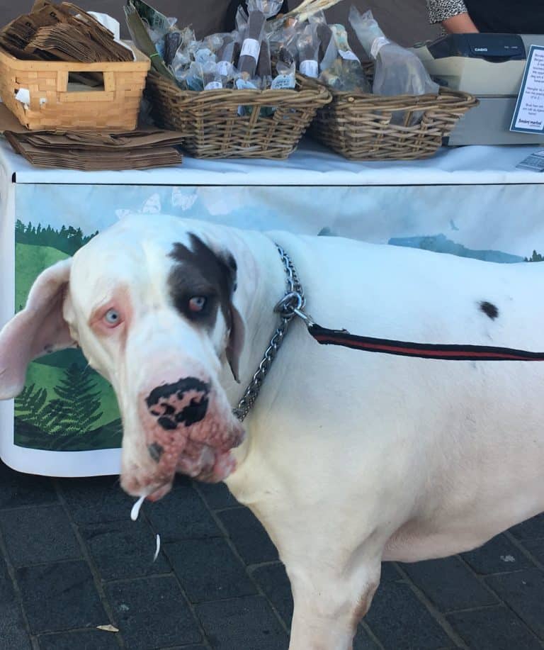 Why Is My Dog Drooling Around the New Puppy?