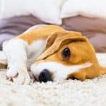 Photo of Dog On Carpet