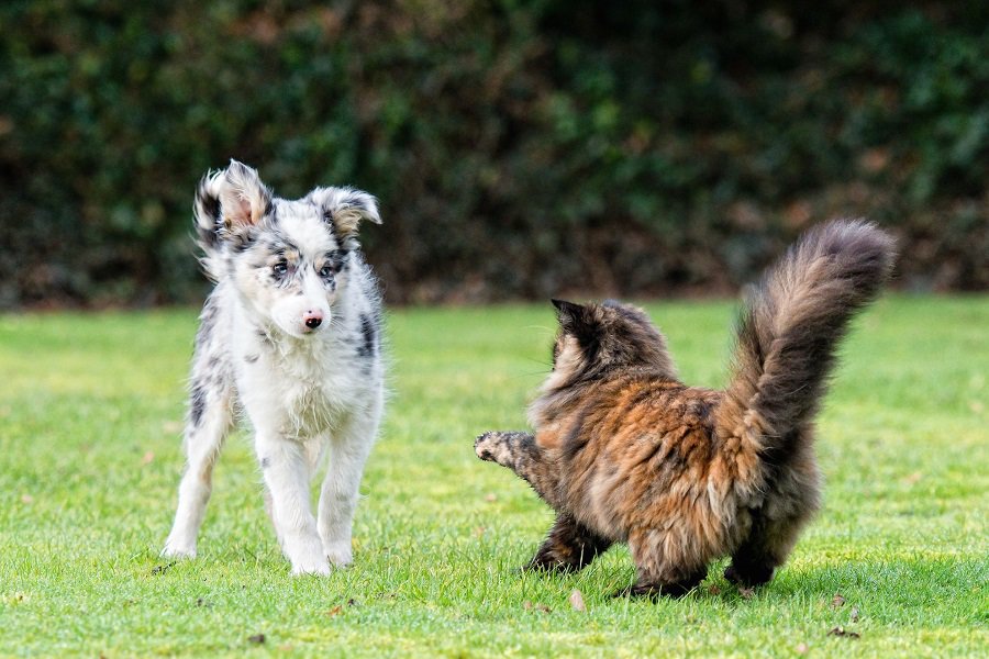 how can i stop my dog chasing my cat