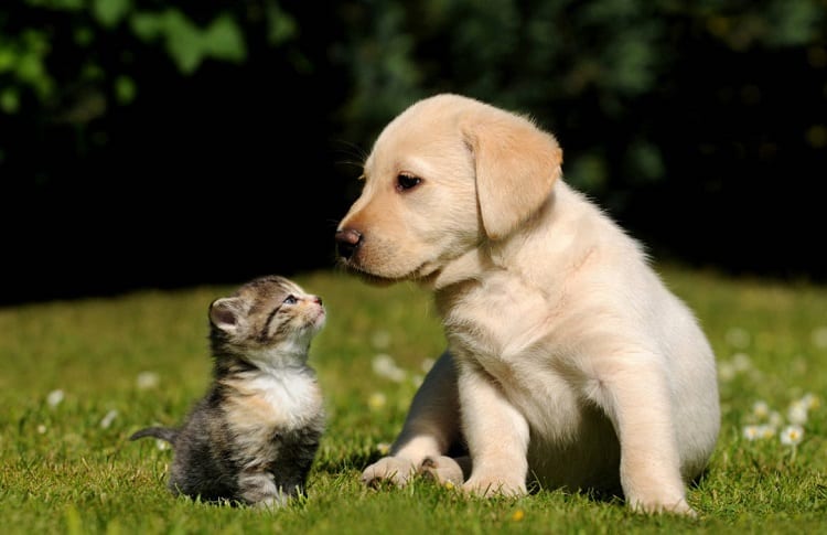 Photo of Puppy And Kitten