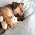 Photo of Dog Sleeps With His favourite Toy