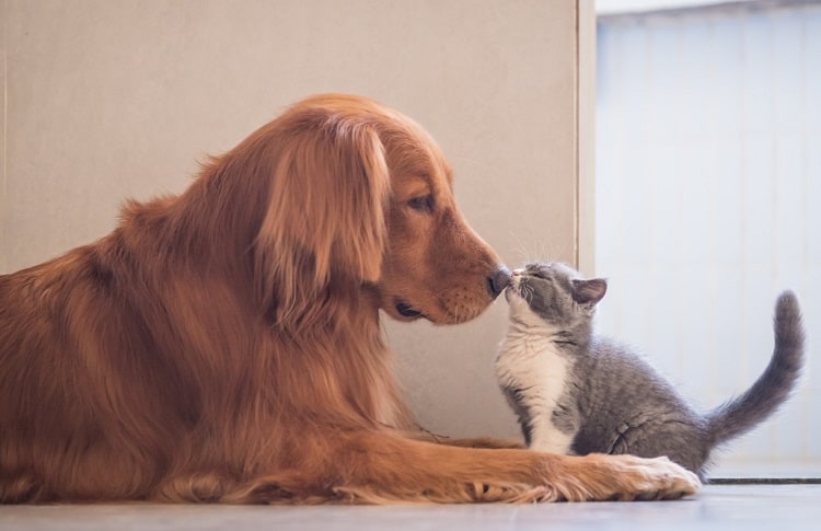 Photo of Dog And Kitten