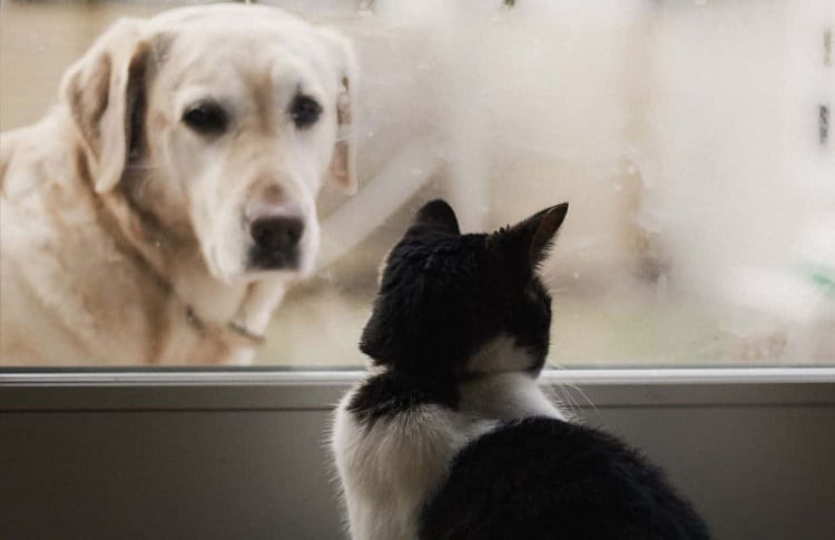 Photo of Separated Dog And Cat