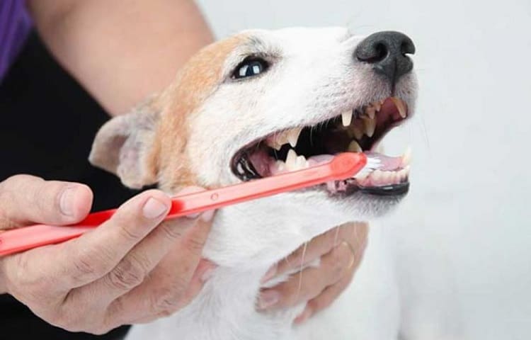 Photo of Dog Checks Teeth