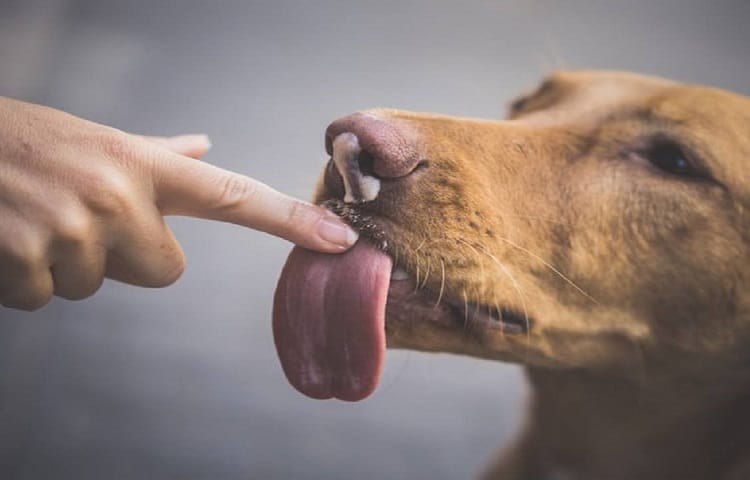 Photo of Dog Drooling
