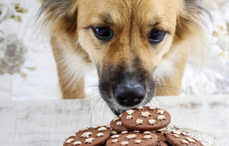 Photo of Dog And Chocolate Biscuits