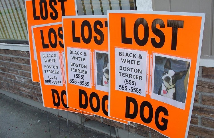Photo of Dog Missing Flyers