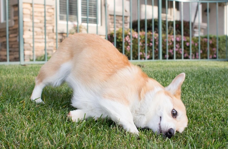 Photo of Dog Rubs Faco On Grass