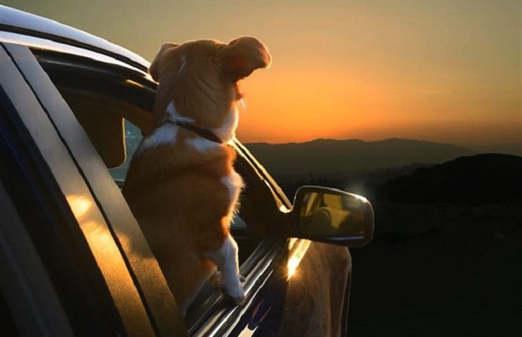 Photo of Dog in Sunset