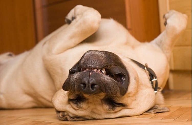 Photo of Funny Sleeping Dog