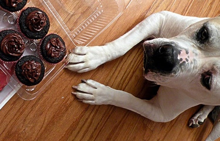 Photo of Dog With Brownies