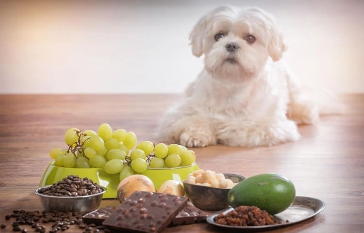 Photo of  Dog and Grapes or Avocado