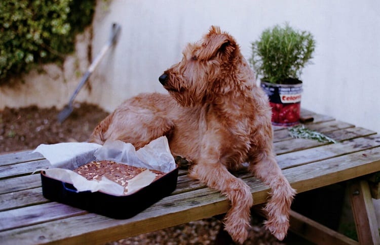 Photo of Baked Rownies And Dog