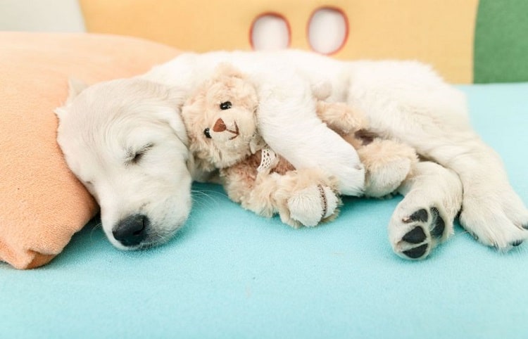 Photo of Labrador Puppy Sleeps