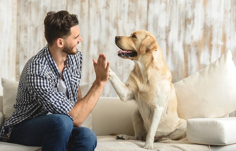 Photo of Dog and man on Sofa