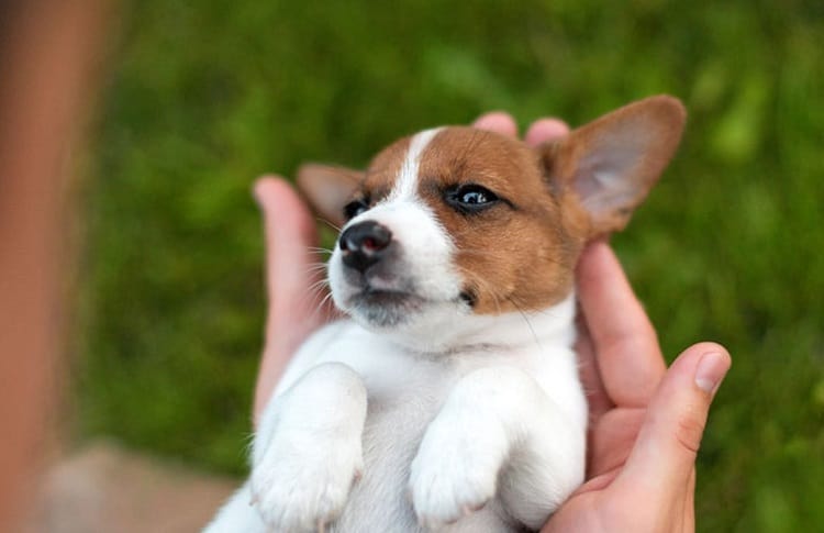 Photo of Puppy in Hands