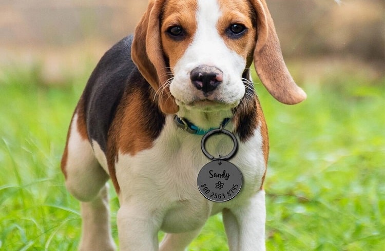 Photo of Dog with Refistration ID on Collar