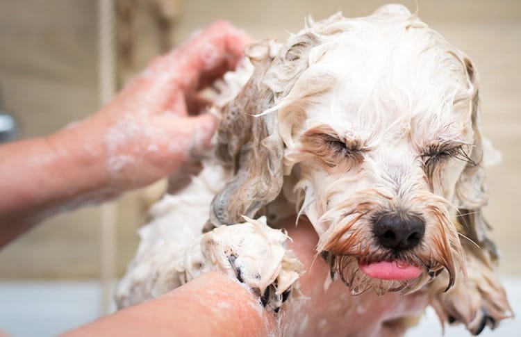Photo of Dog Shampooing