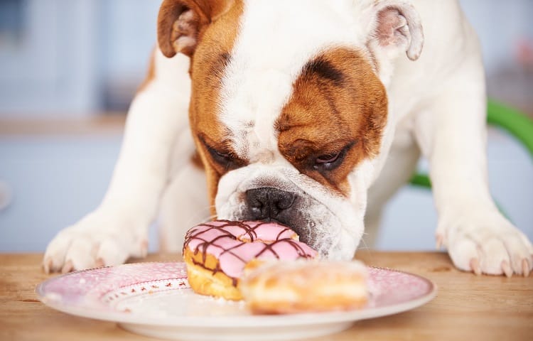 Photo of Dog eating cupcake