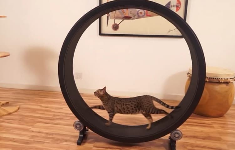 Photo of Cat In Exercise Wheel