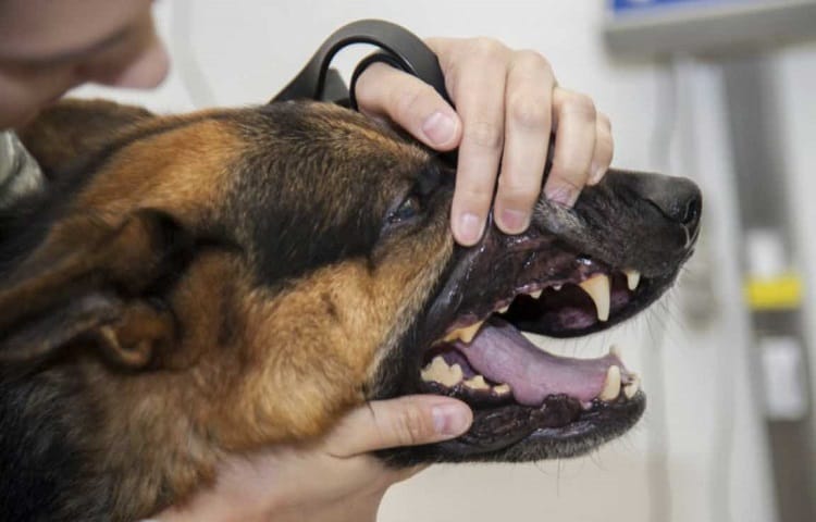 Photo of Dogs Gums