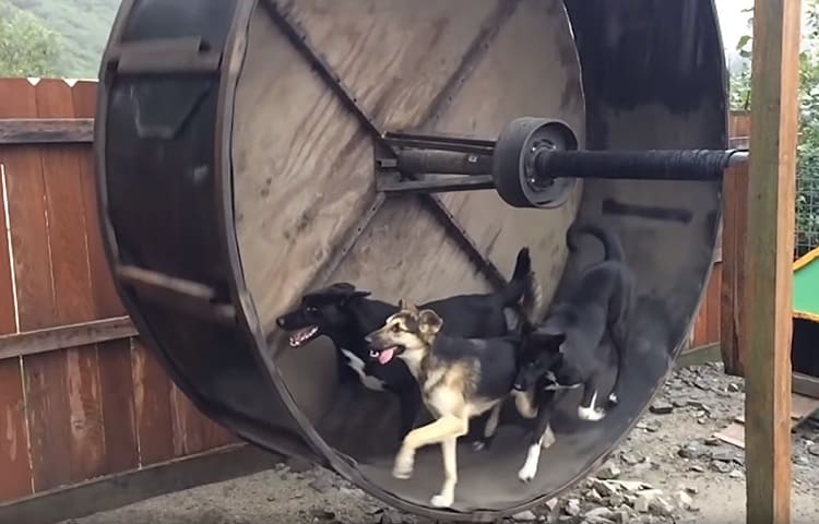 Photo of Diy Dogs Exercise Wheel
