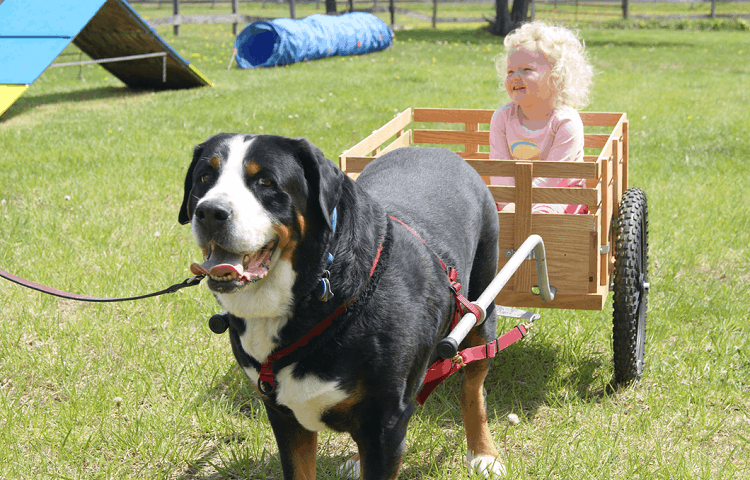Photo of Dog Cart