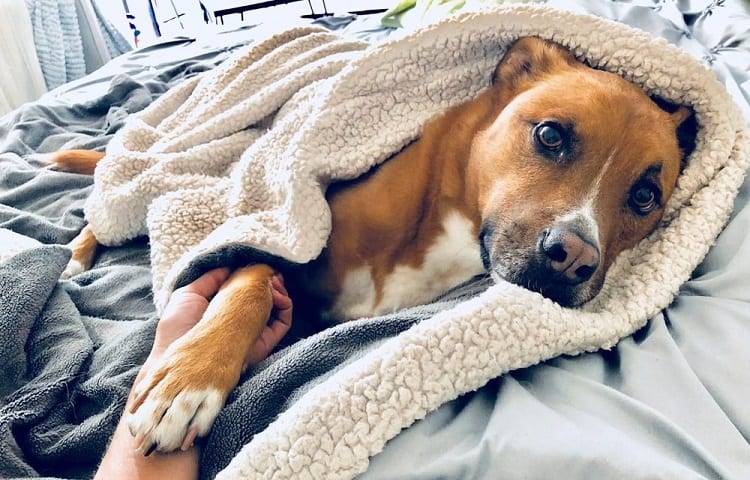 Photo of Dog In His Blanket