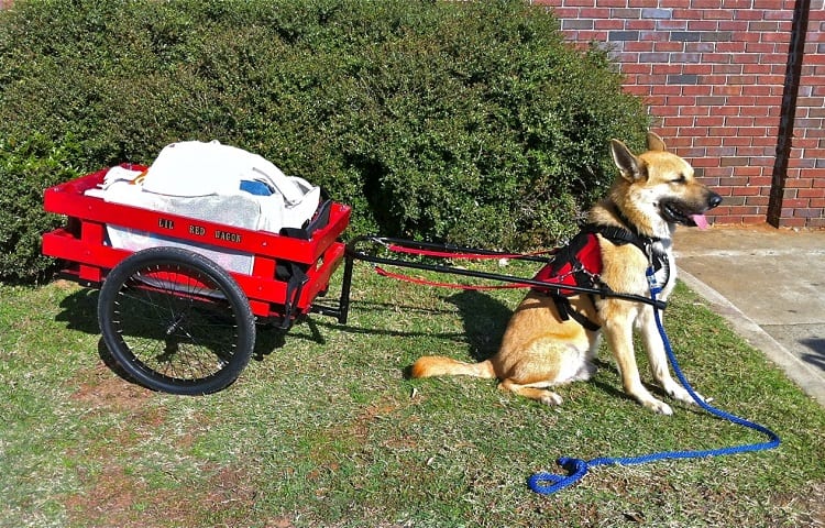 Photo of Dog Sleds With Wheels
