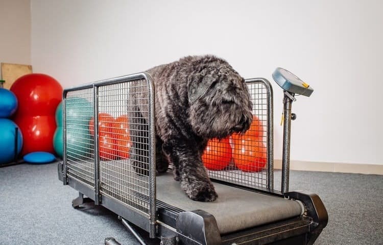 Photo of Dog Treadmill