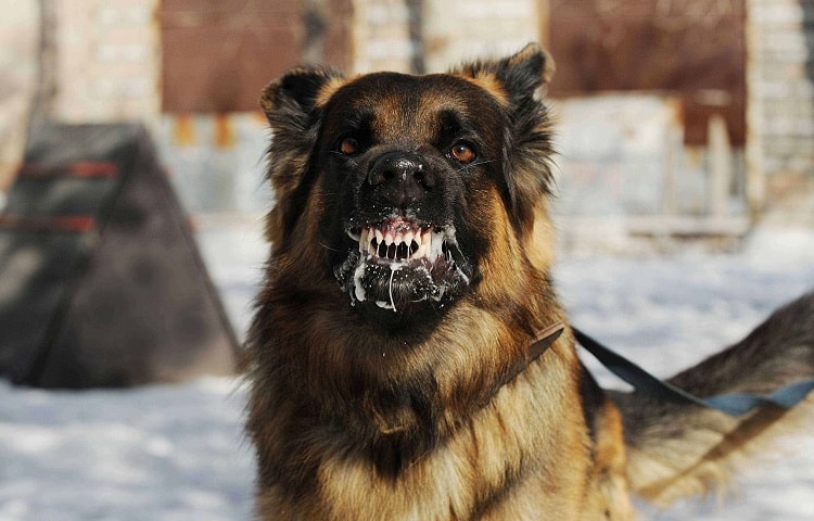 Photo of Dog With Rabies