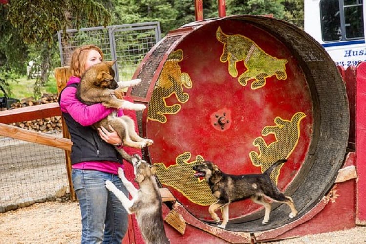 Photo of Dogs Exercise Wheel