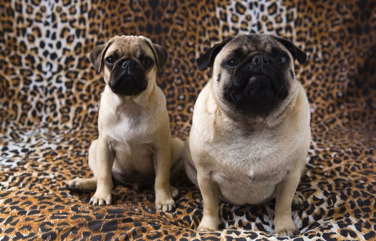 Photo of Fat And Normal Sized Pug