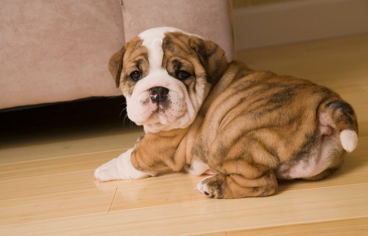 Photo of Puppy with fat rolls