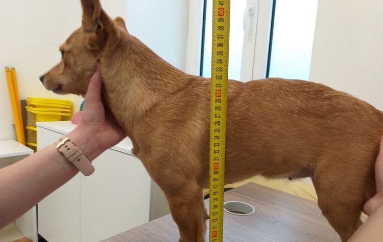 Foto de medir la altura del perro