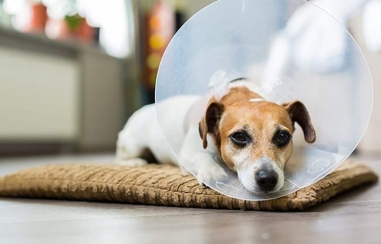 Photo of Dog recovery after surgery