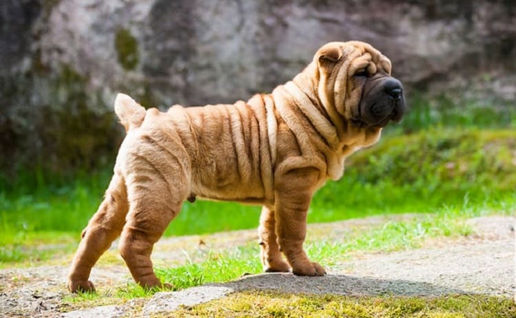 rolls fat dog breeds healthy natural