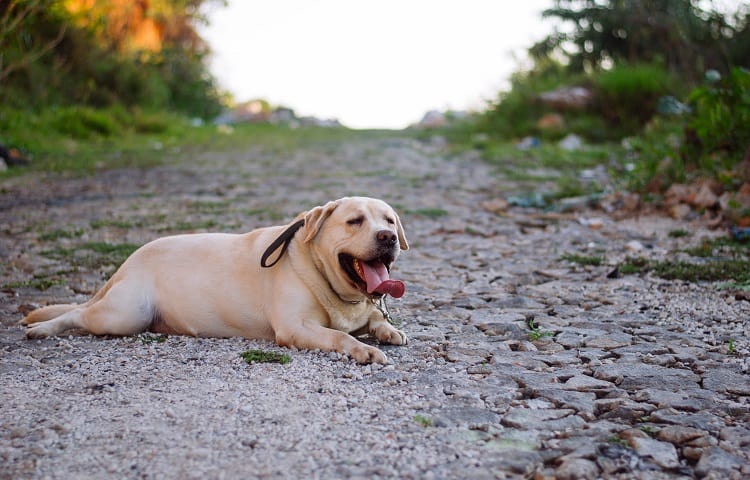 Photo of Tired Obese Dog