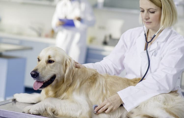 Photo of Veterinarian Examining A Dog