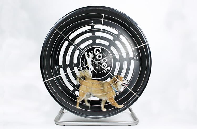 Photo of Wheel For Small Breeds