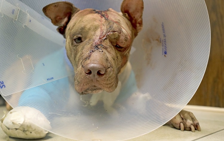 Photo of Wounded Dog