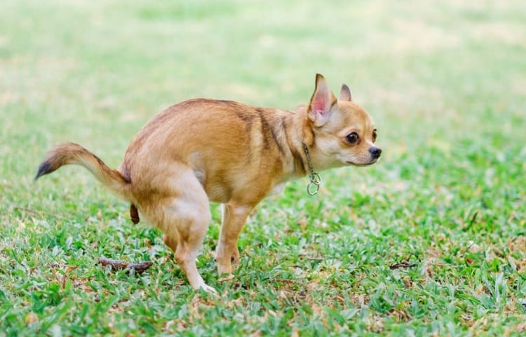 Photo of Dog Pooping On Lawn