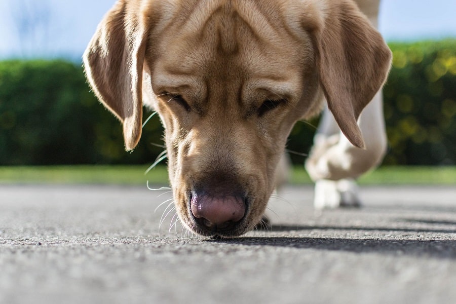 How Far Can A Dog Smell?