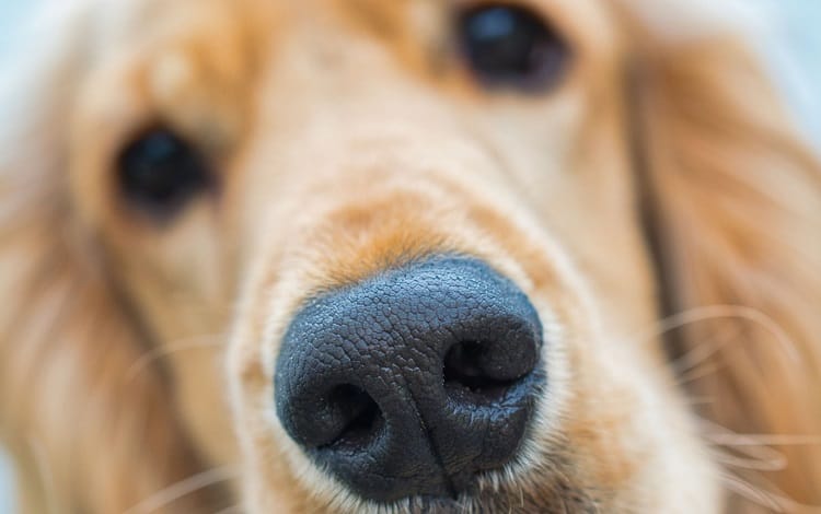 Photo of Dog Nose Facts