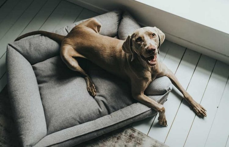 Photo of Happy Dog On His Bed