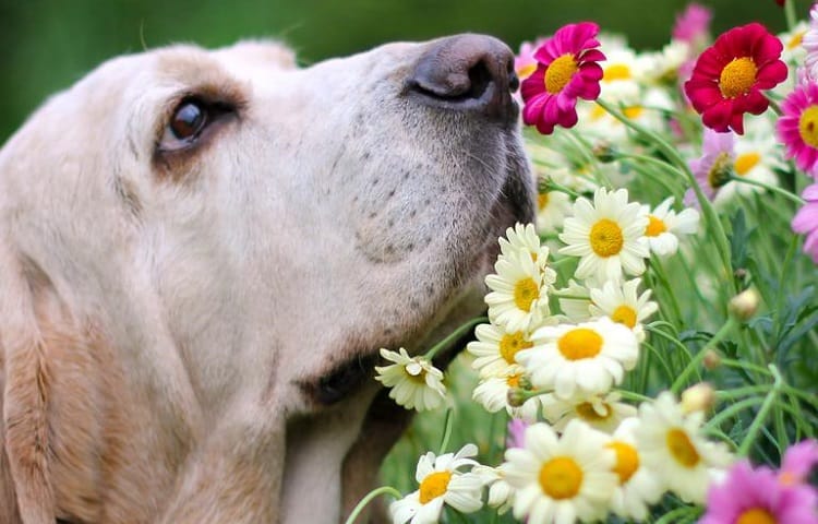 Photo of Retriever Smelling Flowers