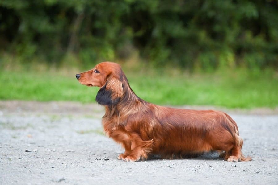 Long Haired Dachshund Price & Breed Info
