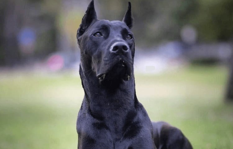 Canis Panther Price: How Much Does it Cost to Own This Breed