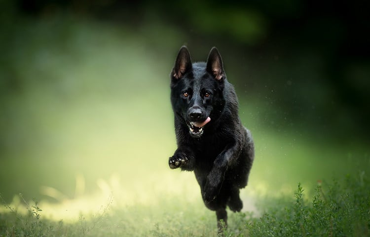 Black German Shepherd Running