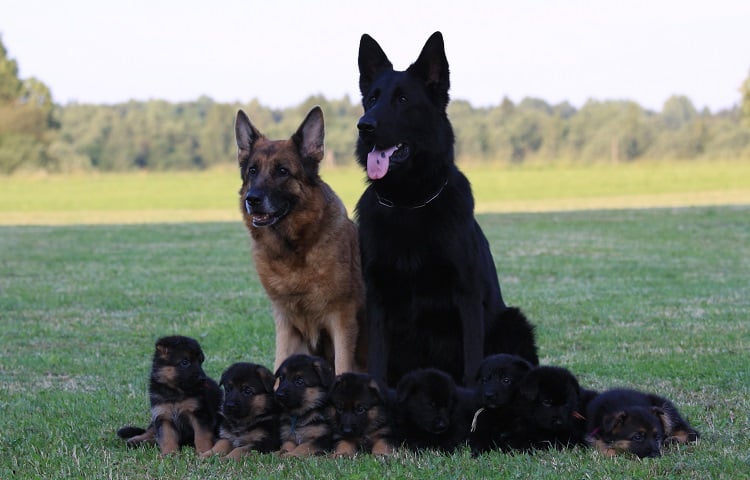 Photo of Litter Of Black And Regular German Shepherds